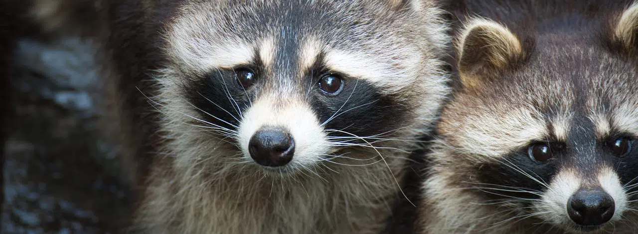 Raccoons invading crawl space raccoons invading crawl space