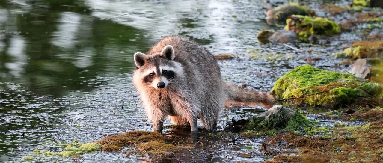 Raccoons moving into Ajax and Pickering Neigbourhoods raccoons pickering ajax