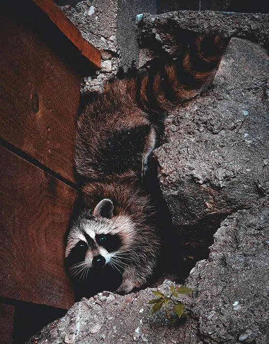 Raccoons are looking for winter dens in Toronto's detached homes raccoons near Toronto home