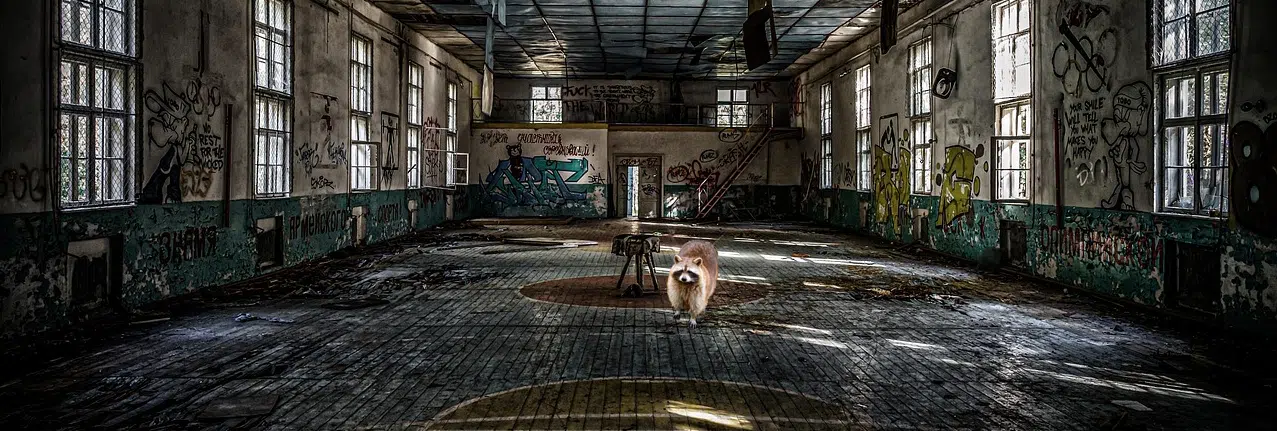 Vacant buildings invite raccoon infestations raccoon in vacant building