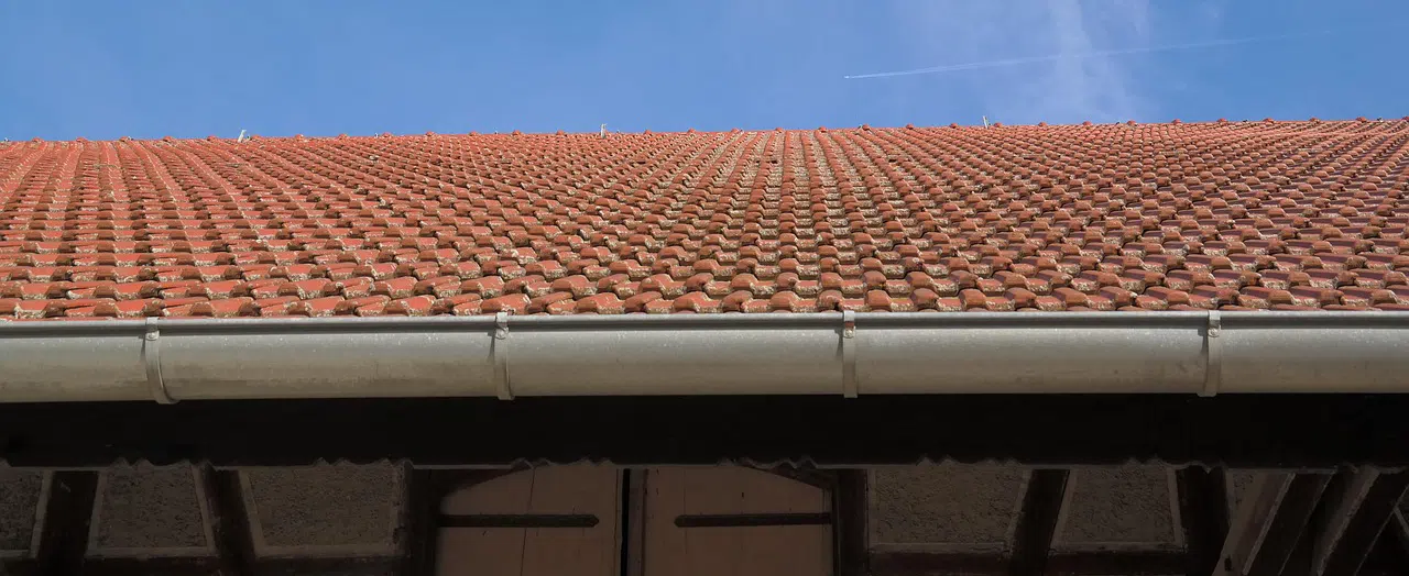 Raccoons around gutters in Toronto Roof and gutter