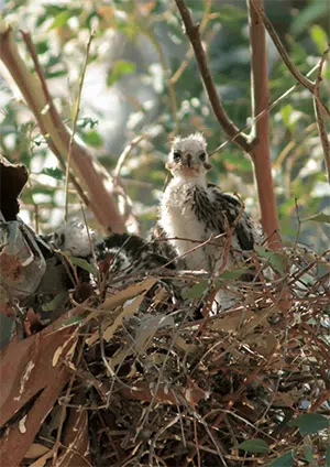 raptor chick