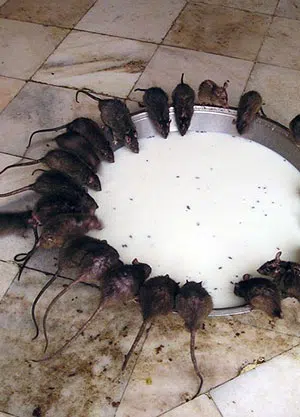 rats around dish