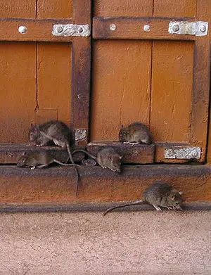 group of rats