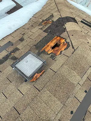 roof damage by raccoon