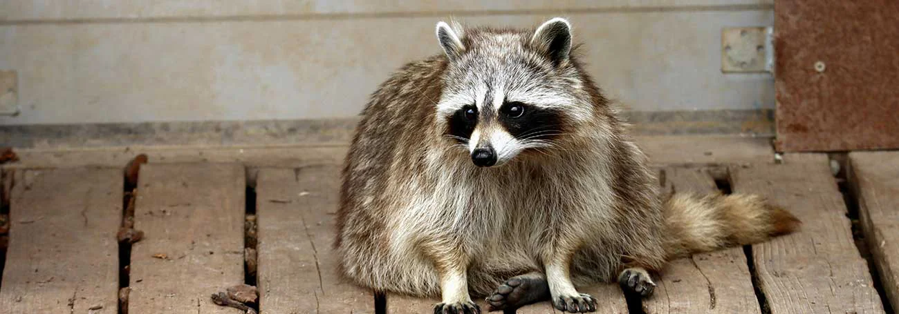 Why Wildlife Professionals are needed to clean raccoon poop safely