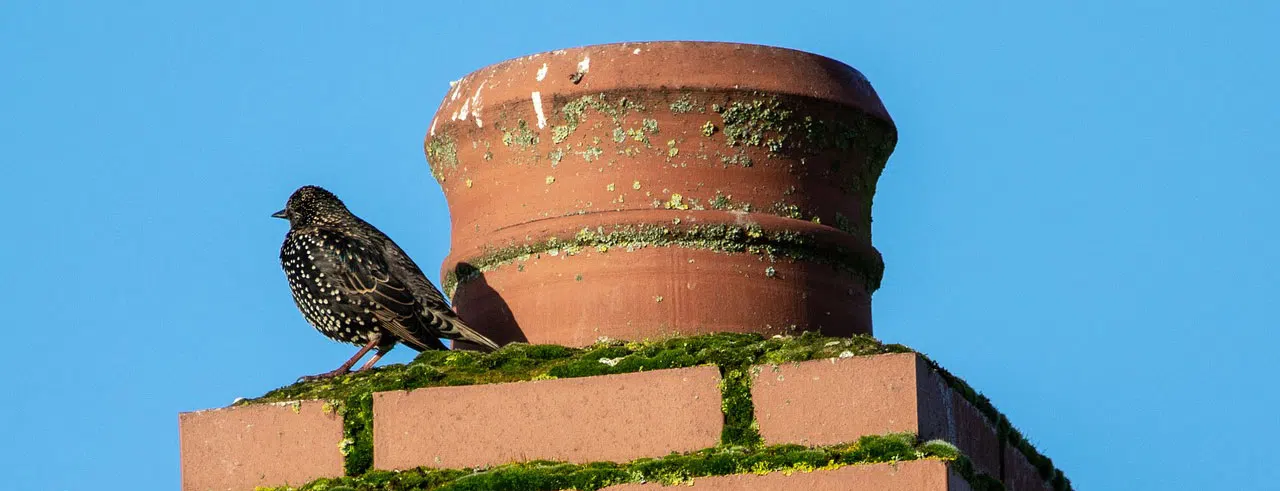 Bird sitting next to clay chimney