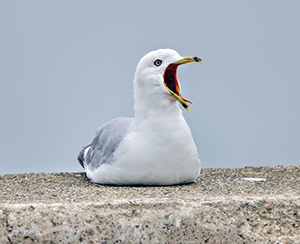 seagull birdwire ledge protection