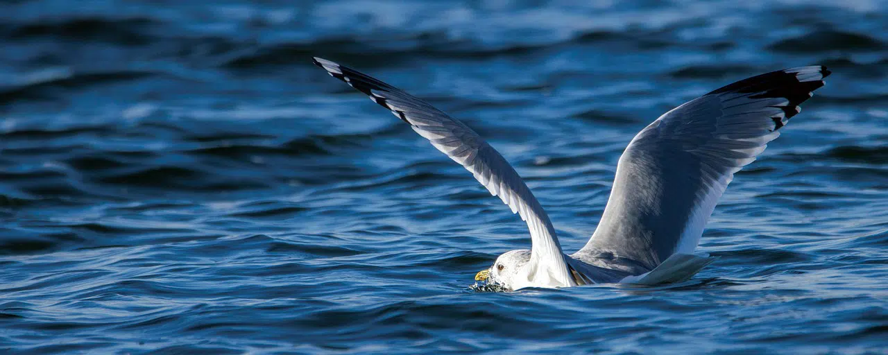 seagull in water