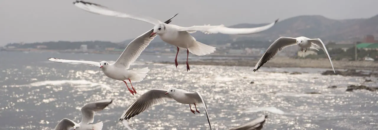 seagulls in flight