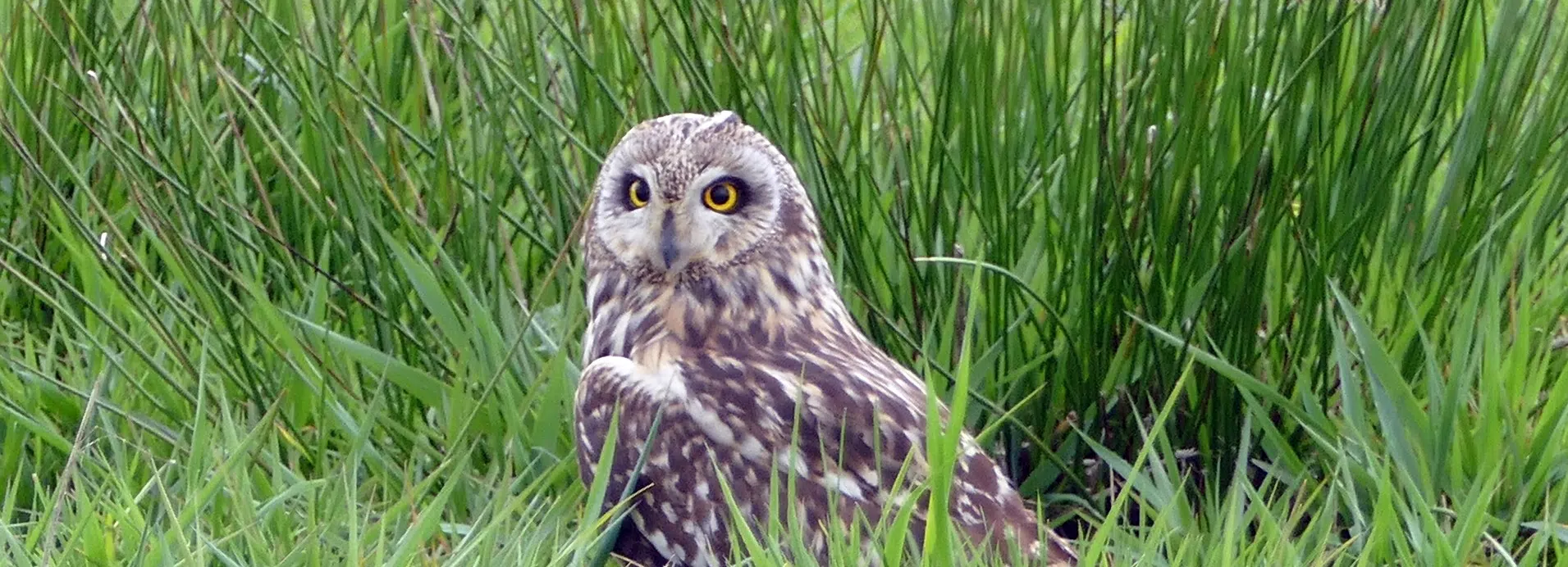 short eared owl sitting in grass