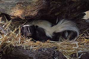 Are skunks dangerous, How do you get a skunk to leave?