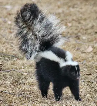 Skunk  with raised tail