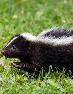 juvenile skunk on grass