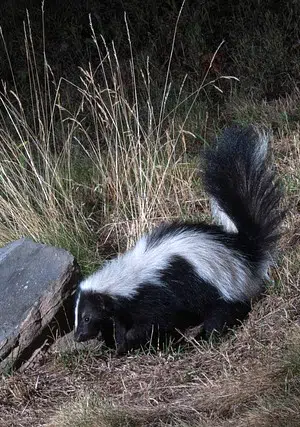 skunk with rock