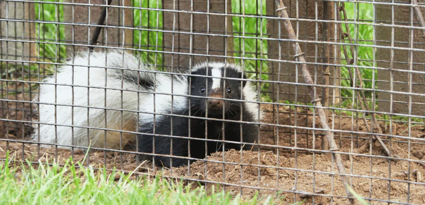 skunk trap