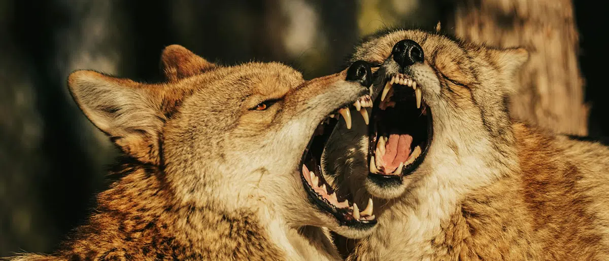 Challenges to mitigating Toronto's Coyote Attacks 2 coyotes fighting
