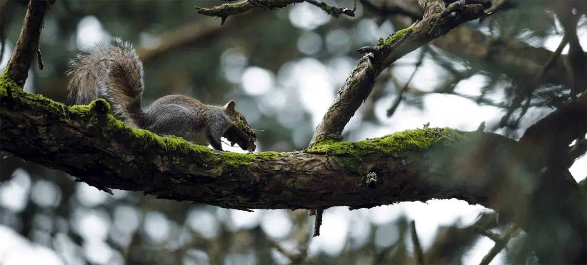 squirrel running on branch while carrying nesting materials