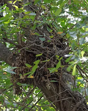 squirrel nest 