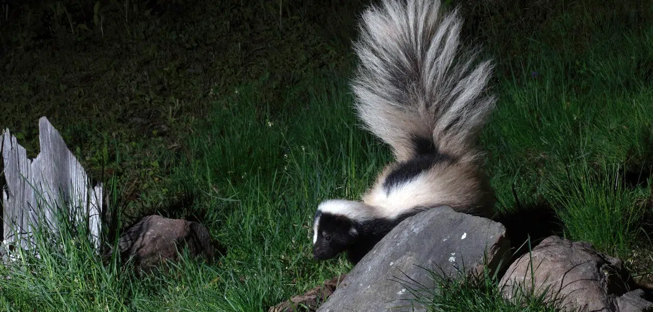 skunk in yard at night