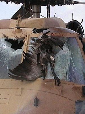Bird Strike Damaged Aircraft