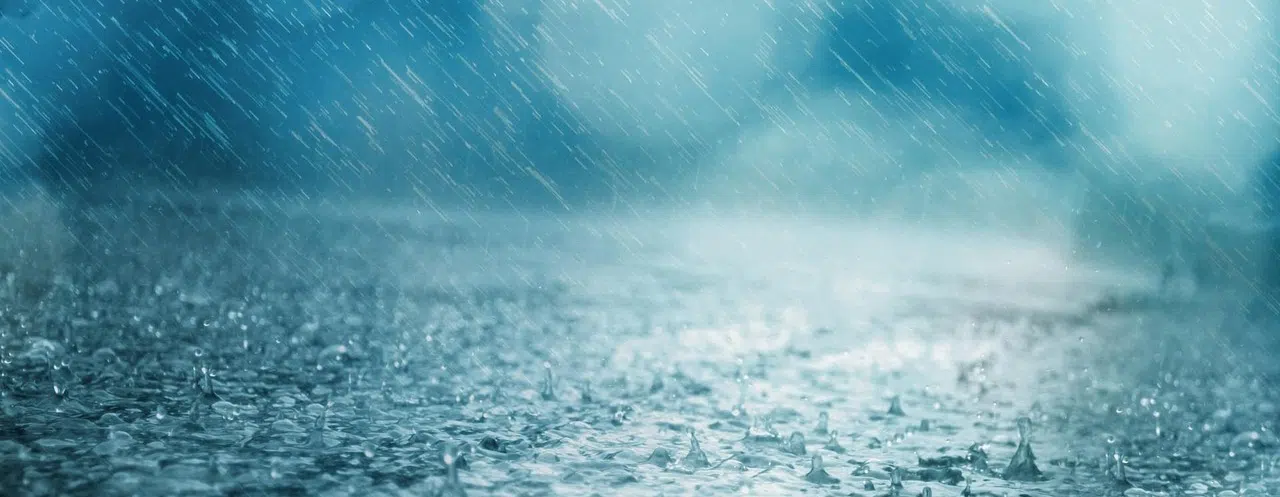 Geese and other wildlife in Vaughan's stormwater retention ponds rain drops hitting the ground