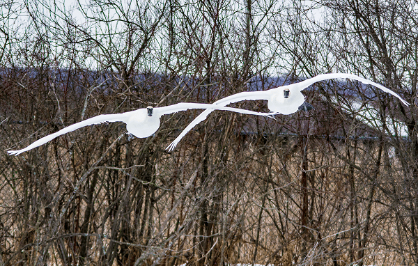 swans airplane bird strikes