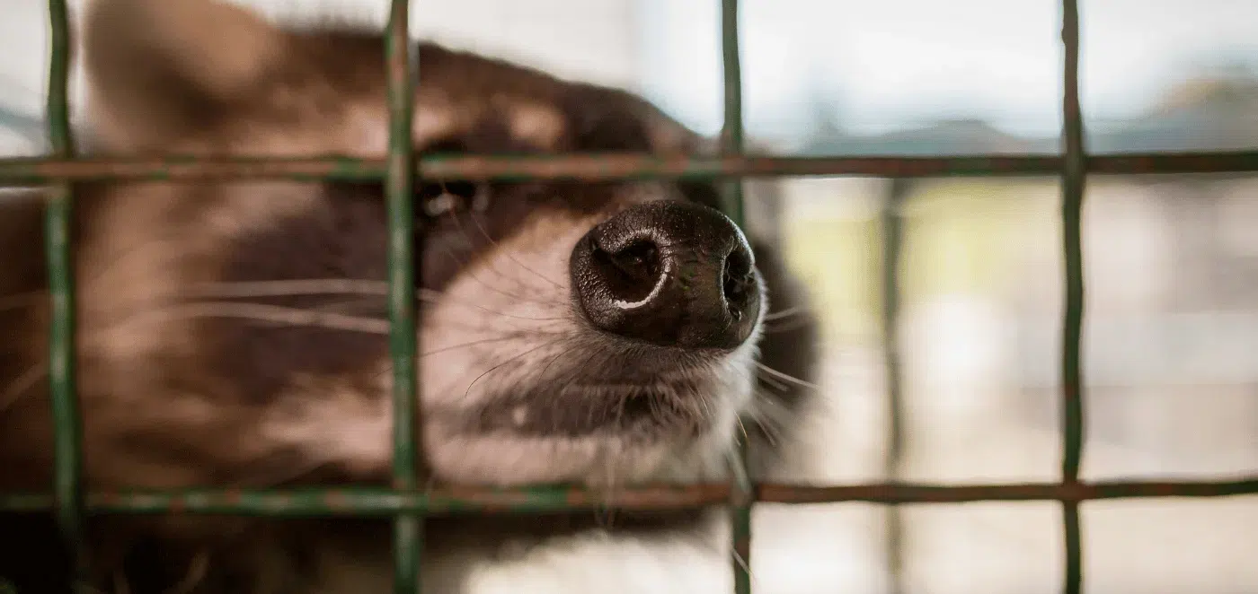 trapped raccoon