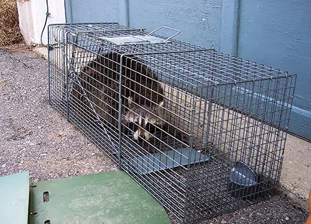 trapped raccoon