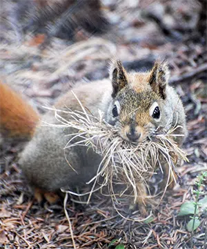 Squirrel carrying nesting materials