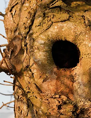 tree cavity nest