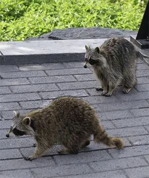 two raccoons on stone surface