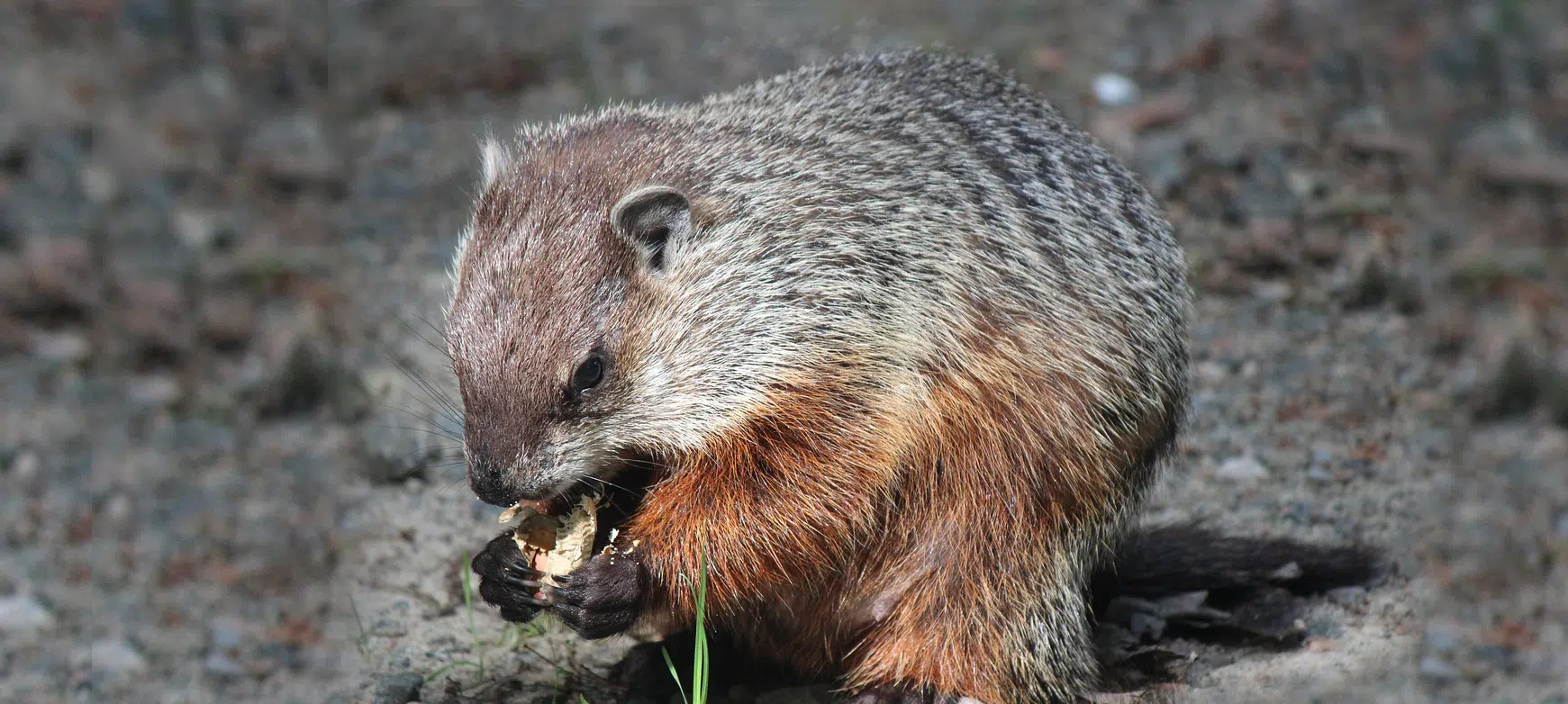 groundhog eating