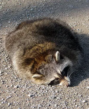 dead raccoon