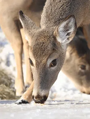 Female deer with nose on snow covered ground