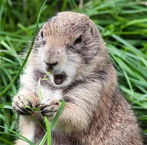 groundhog with food in its paws