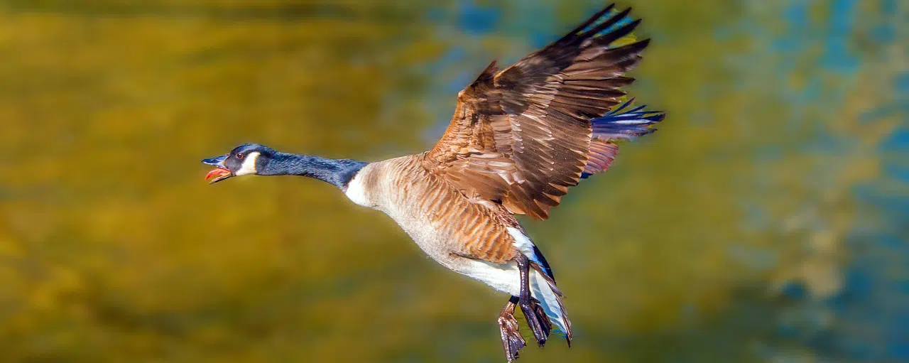 Canada goose in flight