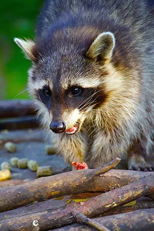 what raccoons eating meat