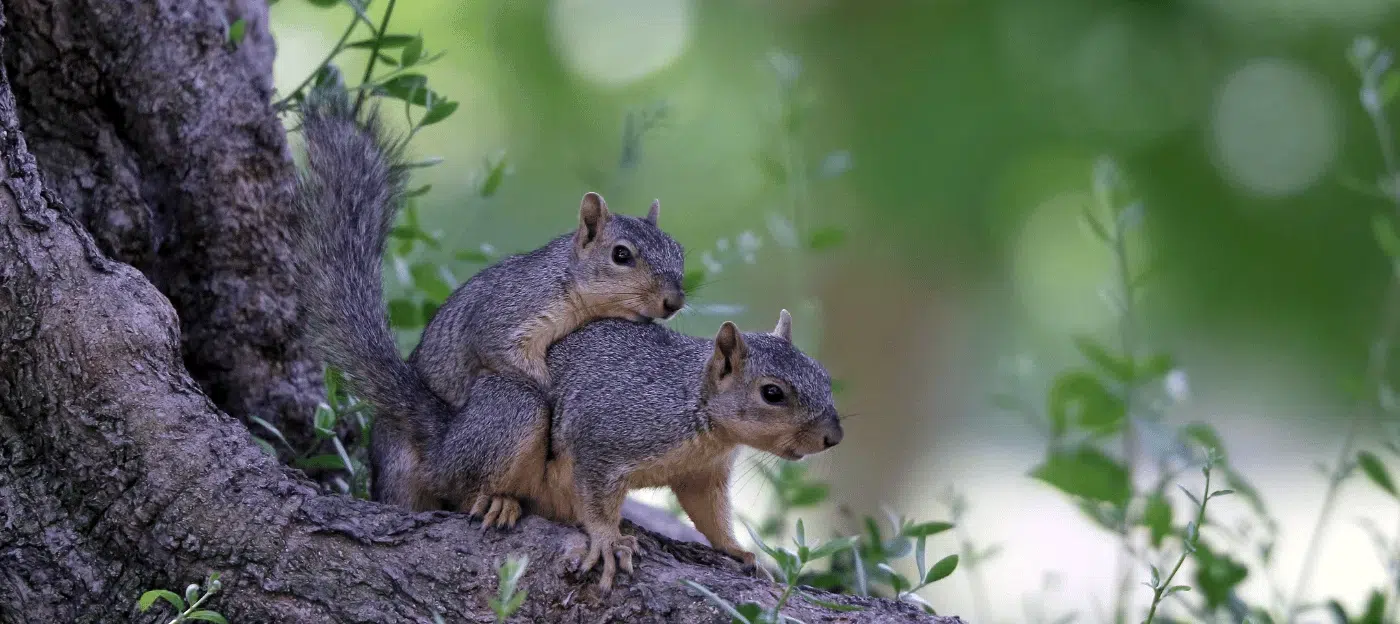 Two squirrels possibly mating