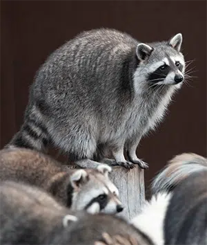 Group of adult raccoons