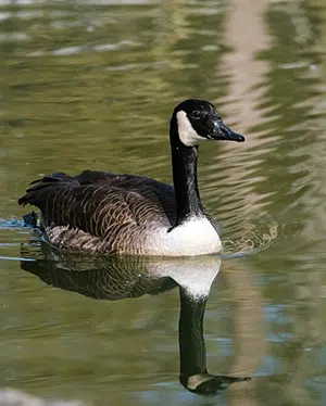 Canada Goose swimming